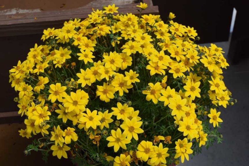 Bidens 'Mega Charm' (Danziger)