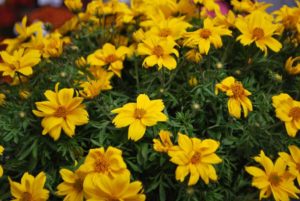 Bidens 'Popstar' (Kientzler)