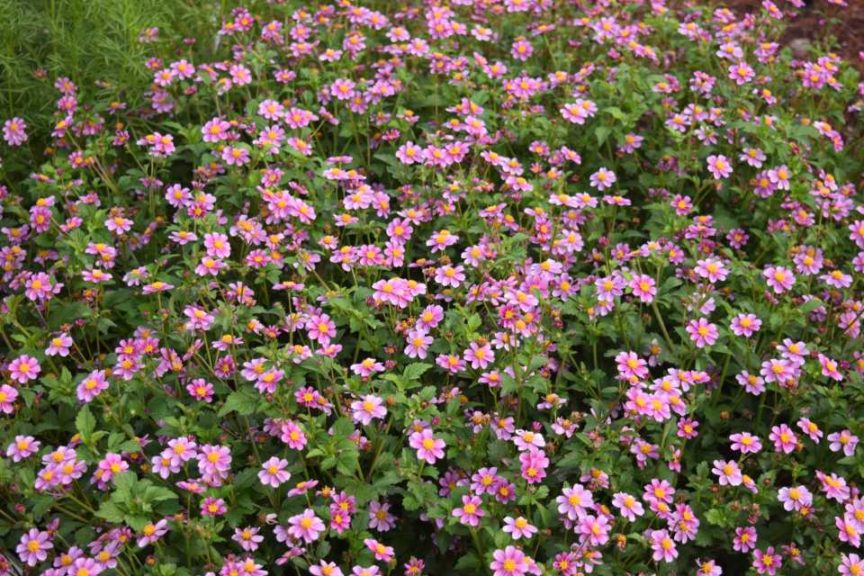 Bidens 'Pretty in Pink' (Danziger)