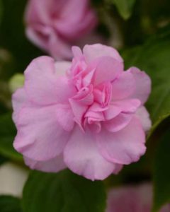 Impatiens 'Fiesta Lavender Orchid Improved' (Ball FloraPlant)