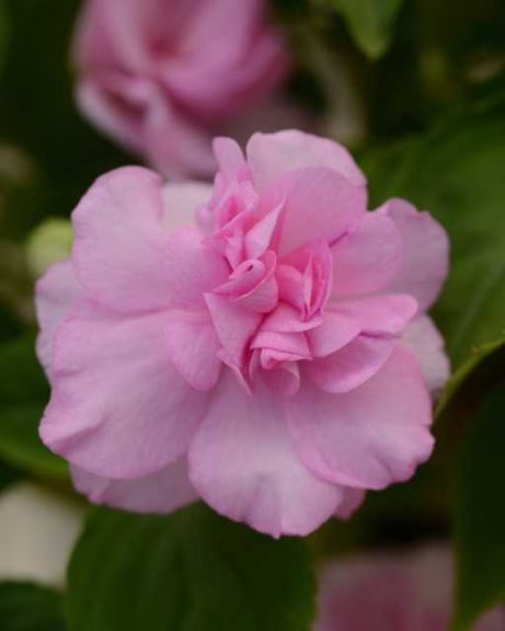 Impatiens 'Fiesta Lavender Orchid Improved' (Ball FloraPlant)