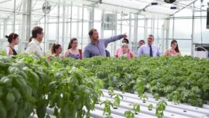 Cannabis is an Appealing Career Choice for New Graduates