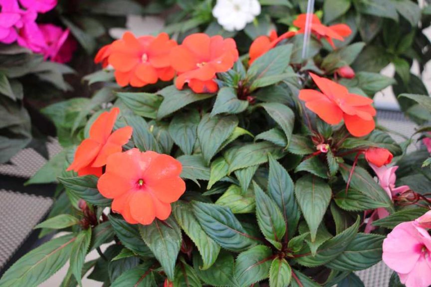 Impatiens 'Impacio Scarlet Red' (Westhoff)