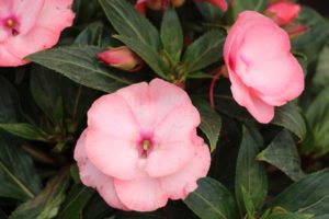Impatiens 'Paradise Select Antilla' (Kientzler)