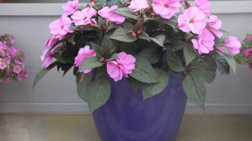 27 New Impatiens for Spring Color in 2018