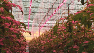 Greenhouse Renovations at MSU Are Accelerating Plant Research