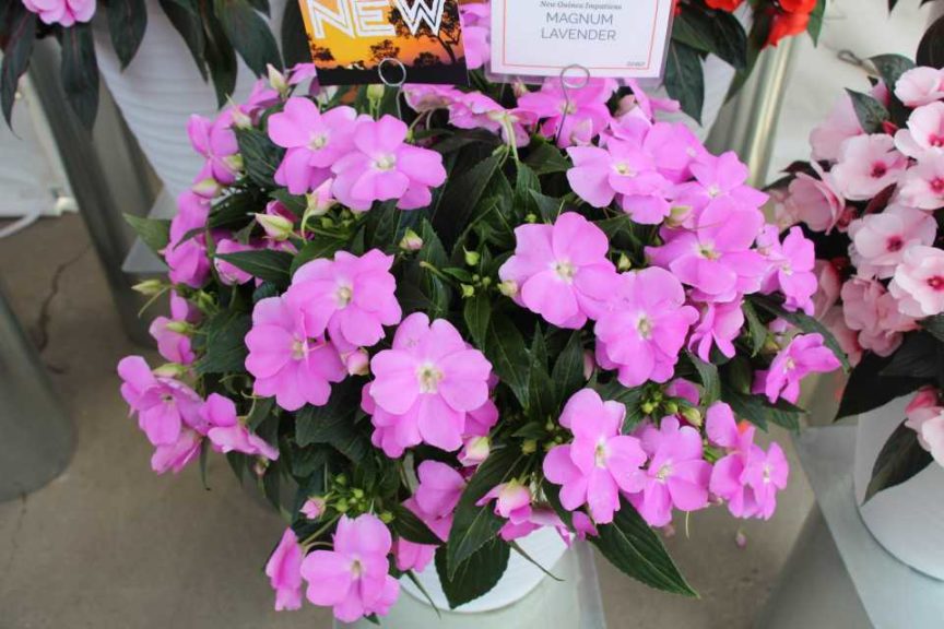Impatiens 'Magnum Lavender' (Dümmen Orange)