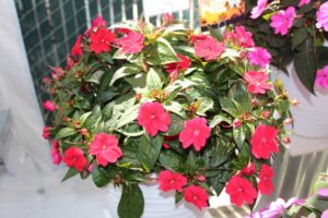 Impatiens 'SunStanding Dark Red' (Dümmen Orange)