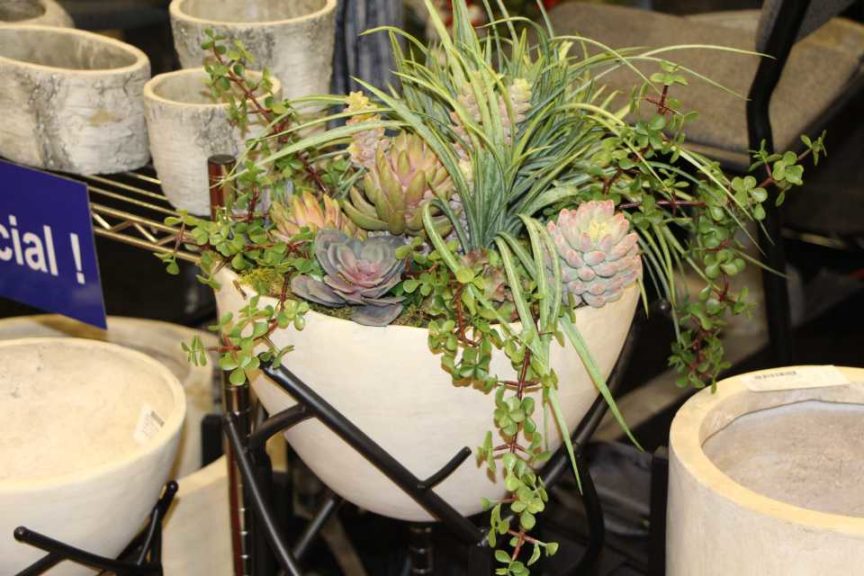 1. Succulents