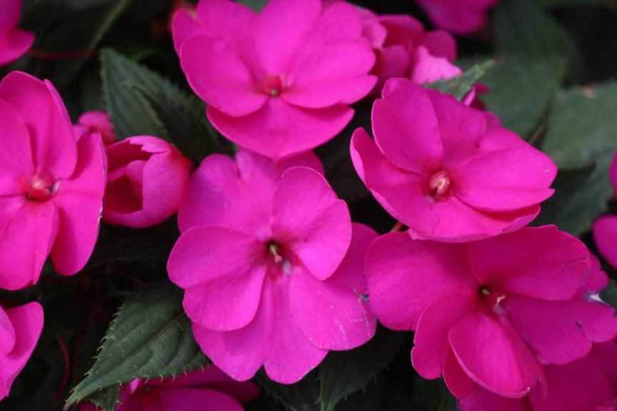 SunPatiens Series (Sakata)