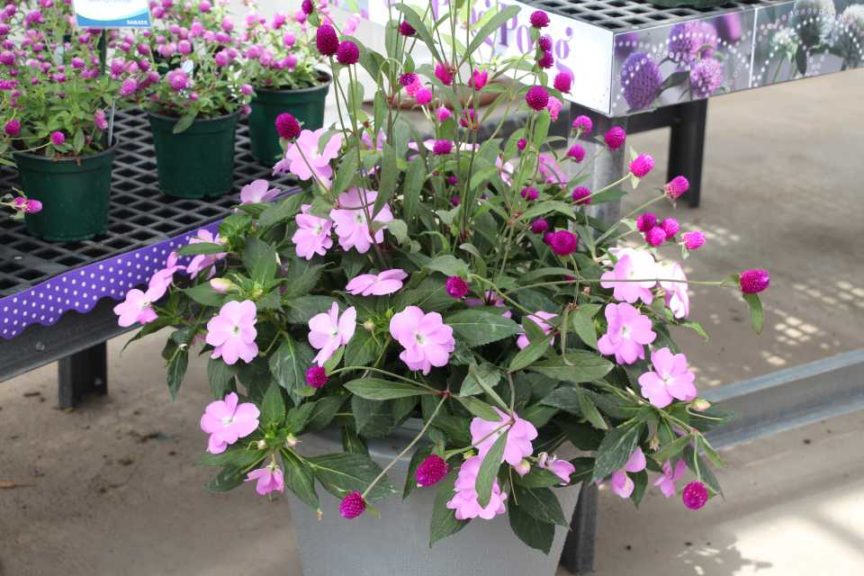 SunPatiens Gomphrena Combo (Sakata Ornamentals)