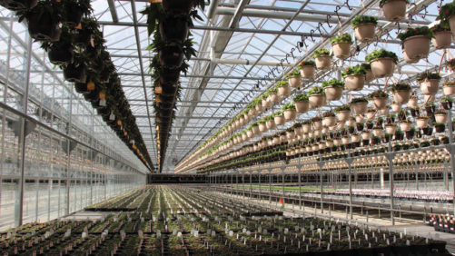 New Whitepaper: 8 Greenhouse Technology Trends for 2020