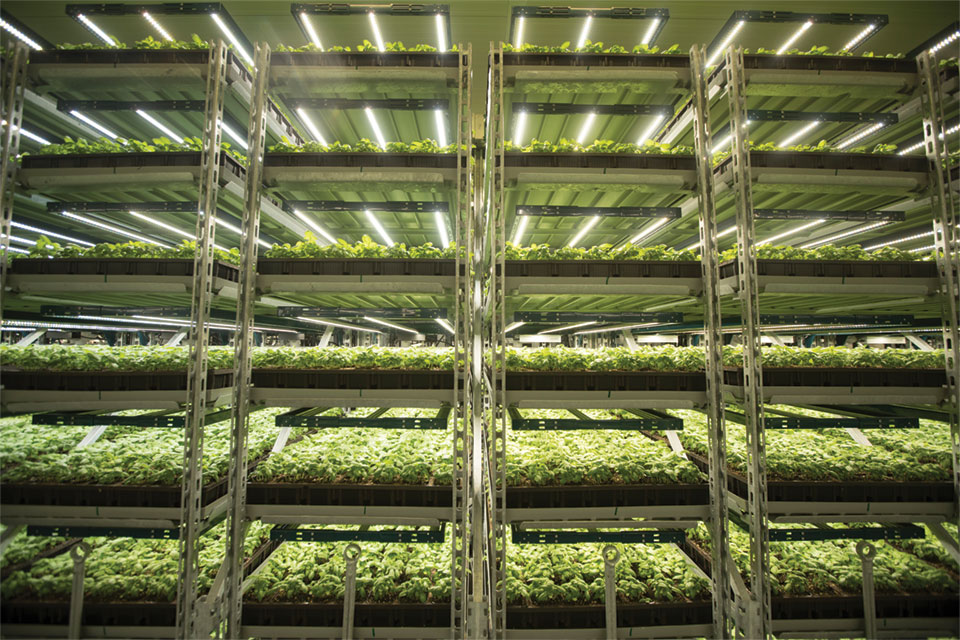 Basil Racks at Shenandoah Growers Soli Organic
