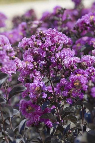 Black Diamond Purely Purple Crape Myrtle