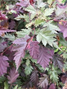 Burgundy Lace Hazelnut