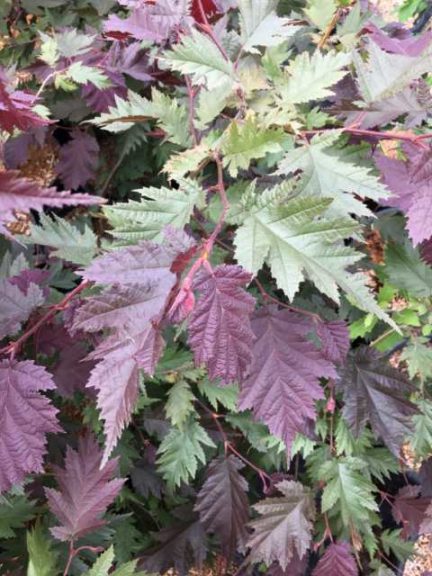 Burgundy Lace Hazelnut