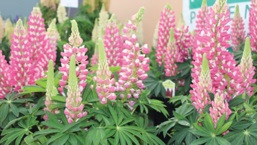 How to Effectively Grow Staircase Lupine