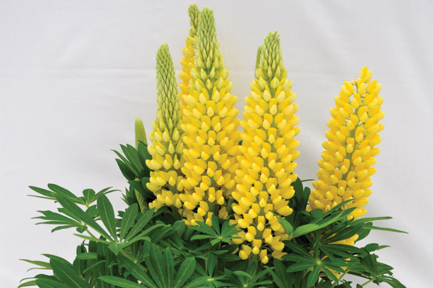 2016 Editor’s Choice Winner: Lupine Staircase Series (Green Fuse Botanicals)