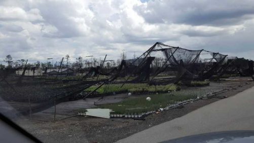 Hurricane Recovery Update: Aris Resumes Shipping, Assistance for Interiorscapers