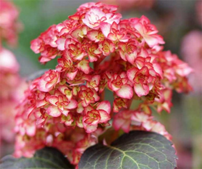 Hydrangea macrophylla Miss Saori