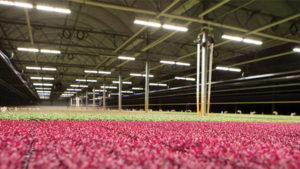 How an LED Vertical Growing System Can Enhance Production