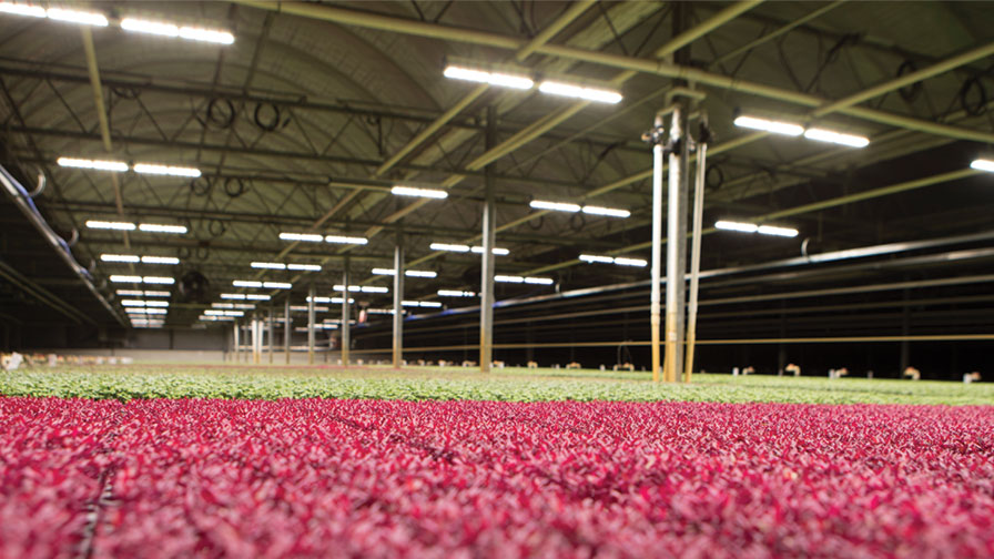 Shenandoah Growers - feature Soli organic