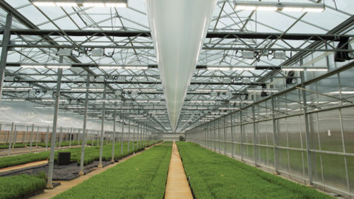 How Indoor Farming Can Be a Viable Part of Plant Production