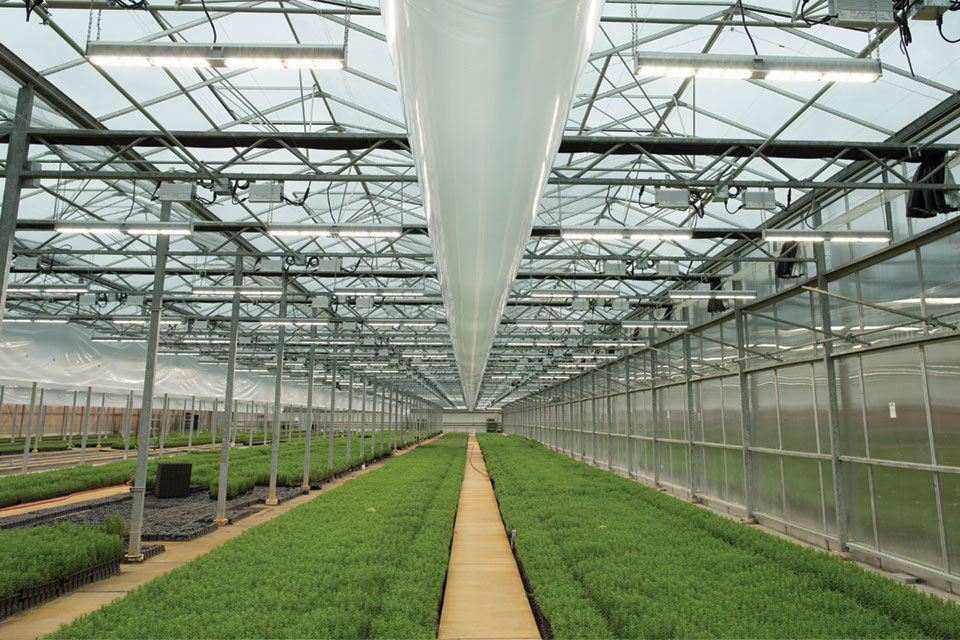 Shenandoah Growers - rosemary soli organic