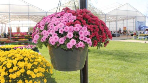 Ball Seed Introduces Digital Supplier Quality Rating Tool