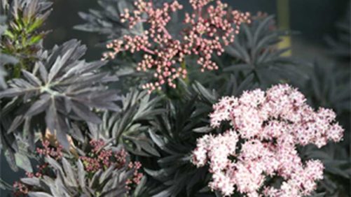 Check Out the Top Varieties On Display at Farwest 2017