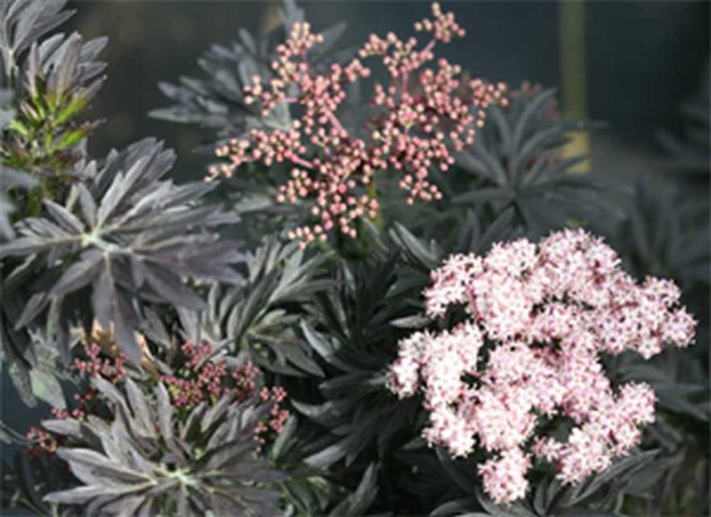 Strait-Laced Elderberry