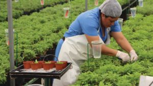 Grower Groups Emphasize Worker Safety: Read Their Message