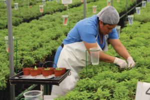 Vivero Internacional