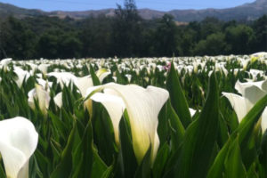 Coastal Callas