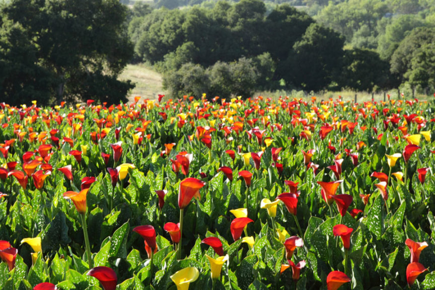 Coastal Callas