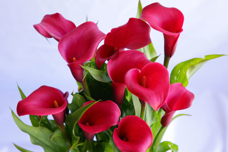 Coastal Callas