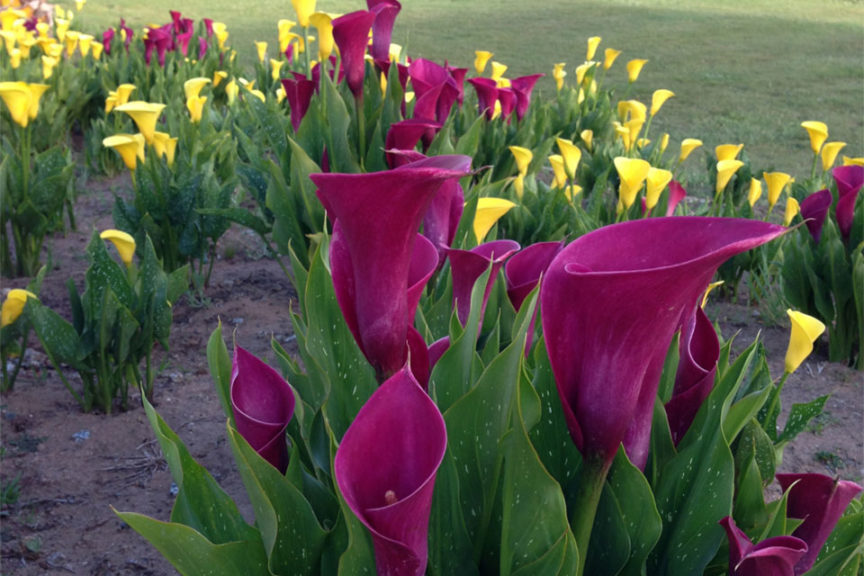 Coastal Callas