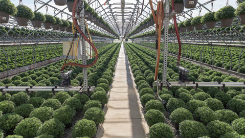 How to Balance Plant Nutrition and pH in Ornamentals