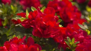 Big Changes on the Horizon for Woody Ornamentals