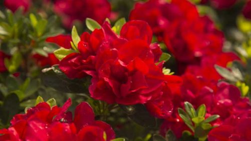 Big Changes on the Horizon for Woody Ornamentals