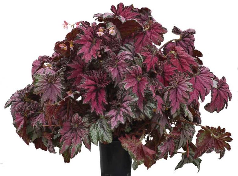 Begonia ‘Dancing Peacock’ (Terra Nova Nurseries)