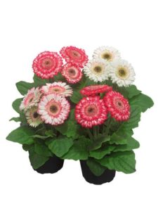 Berries & Cream Sundayz Gerbera Mix (Florist) 