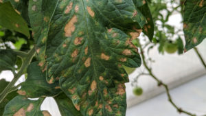 How You Can Plan Ahead for Disease Control in 2019