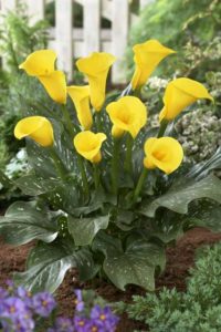 Calla 'Serrada Yellow' (Flamingo Holland)