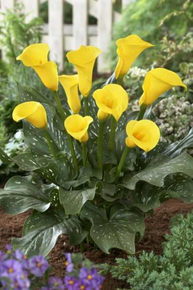 Calla 'Serrada Yellow' (Flamingo Holland)