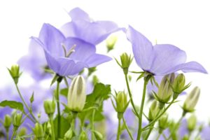 Campanula Florentes Avida Series (Schoneveld Breeding)