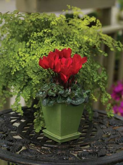 Cyclamen ‘Allure Red Improved’ (Sakata Ornamentals) 