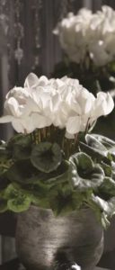Cyclamen ‘Halios White Silverleaf’ (Ch. Morel) 