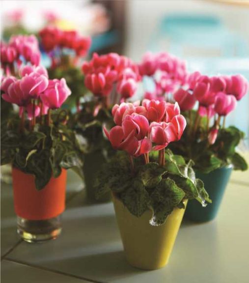 Cyclamen ‘Smartiz Fantasia’ (Ch. Morel) 