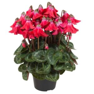 Cyclamen Super Serie Petticoat Series (Schoneveld Breeding) 